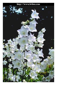 CAMPANULA punctata 'Chettle Charm'